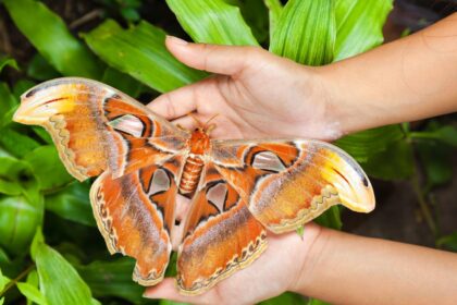 Paprastai vabzdžių dydis nekelia didelio įspūdžio – kartais jų net nepastebime.