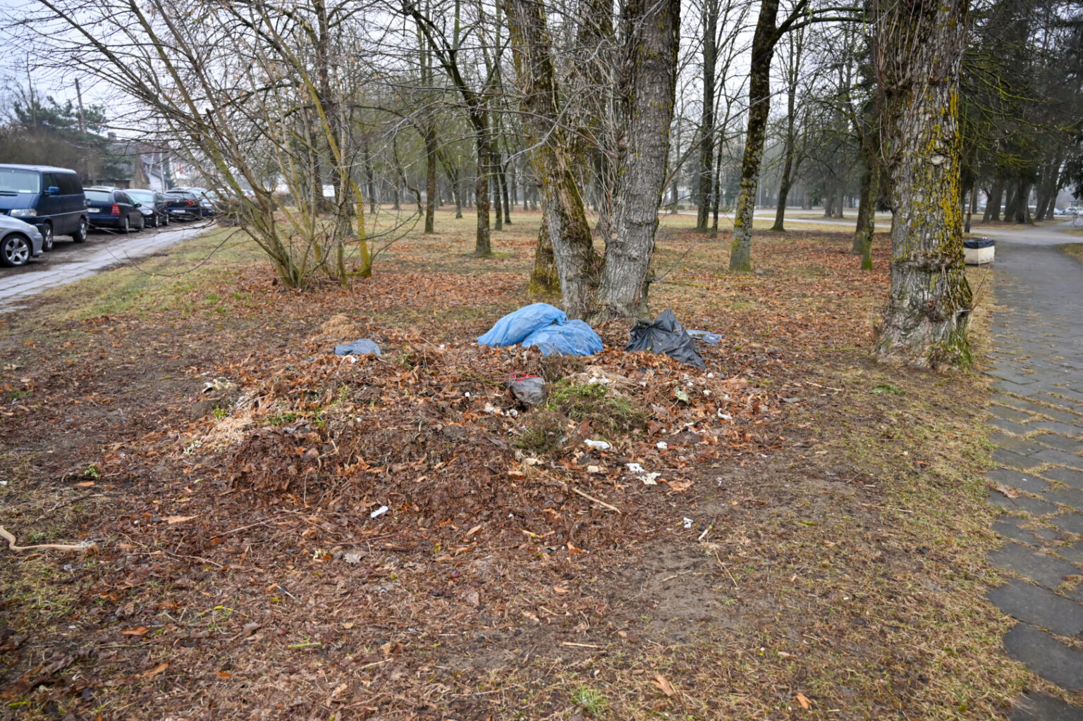 Pavasariui žengiant vis tvirtesniais žingsniais, panevėžiečiai gūžčioja pečiais mieste matydami dar nesugrėbtus pernykščius lapus.