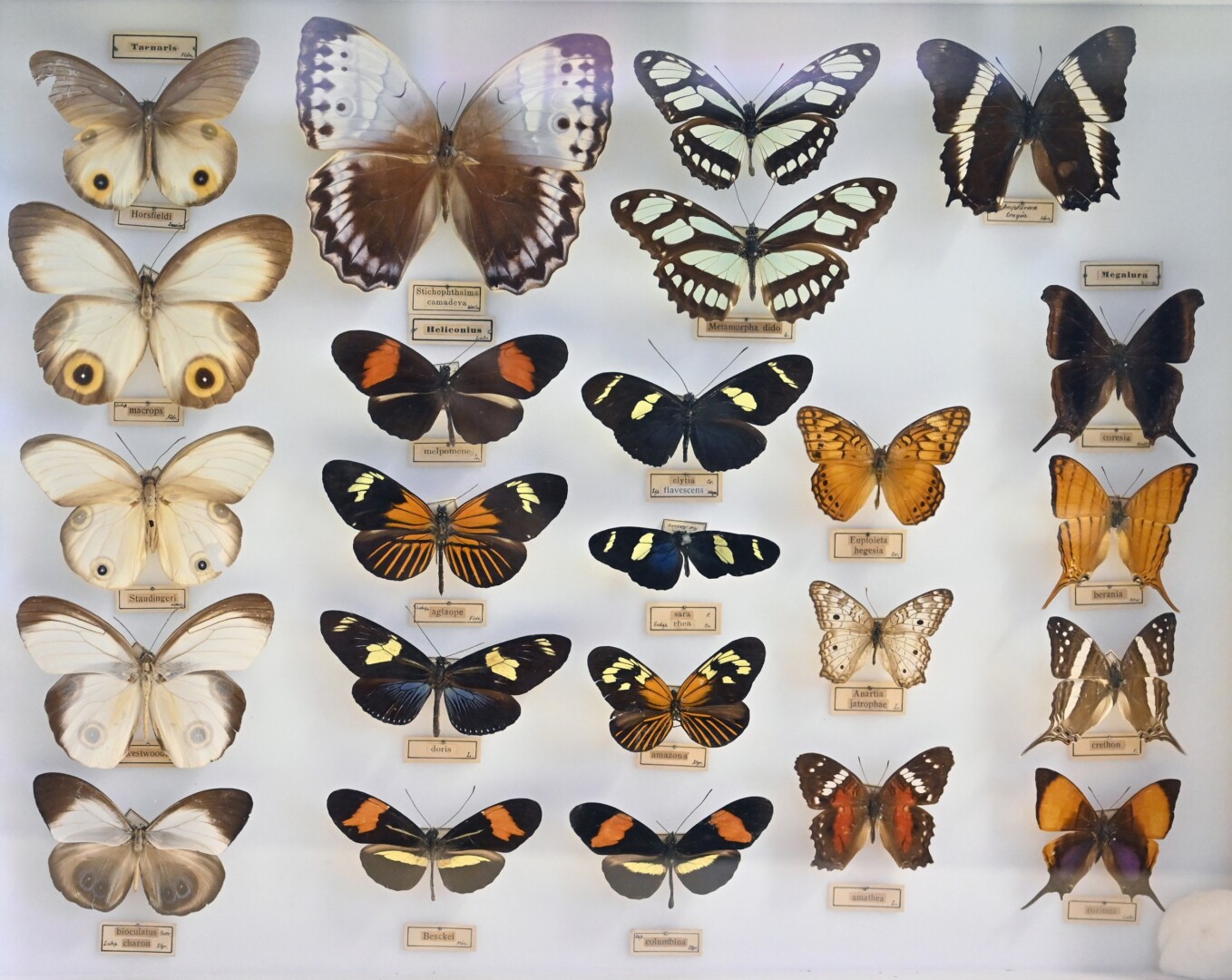 Ne vieną dešimtmetį Panevėžio kraštotyros muziejų garsinusi egzotiškų drugelių ir vabzdžių kolekcija kone po septynerių metų pertraukos vėl atveriama lankytojams.