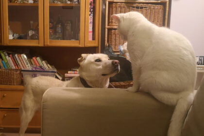 Iš voljero namų kieme Bendrijų gatvėje paslaptingai dingęs panevėžiečių šuo Arčis atsidūrė Kaune esančioje prieglaudoje „Penkta koja“.