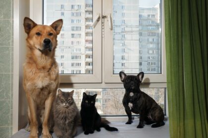 Psichologai nustatė maksimalų skaičių naminių gyvūnų, kiek gali laikyti sveikas žmogus.