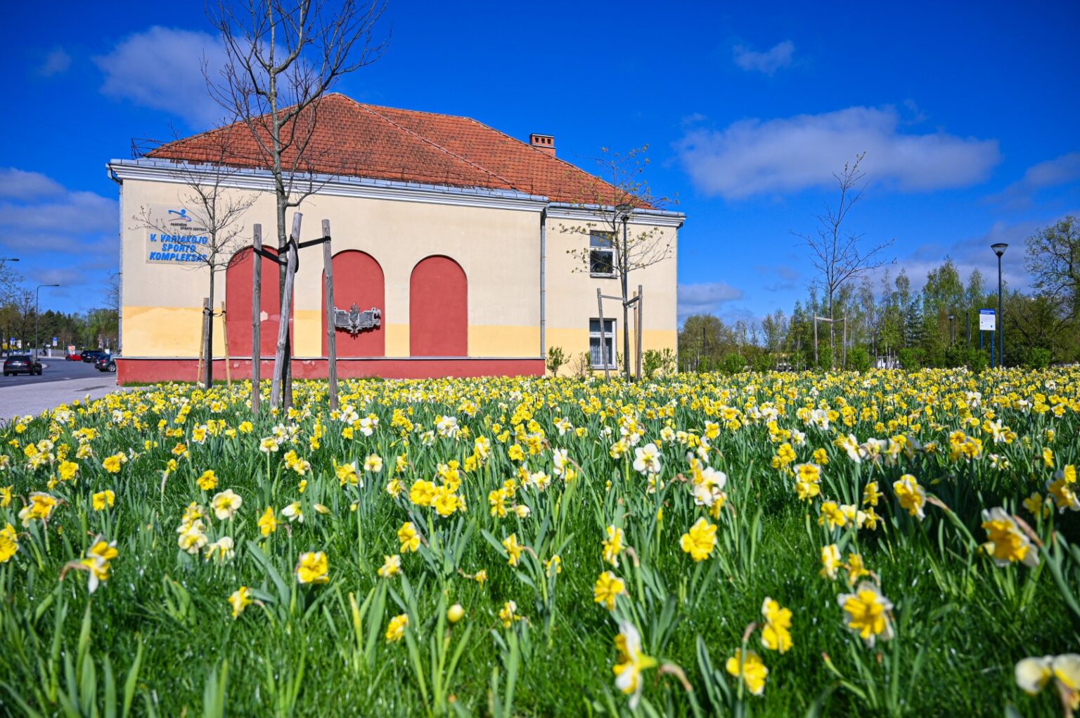 Panevėžys jau puošiasi žiedais – miesto gėlynuose sodinamos našlaitės, įvairiose vietose pražydo arba netrukus išskleis pumpurus tūkstančiai rudenį sodintų svogūninių gėlių.