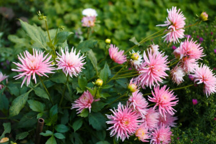 Žemės purenimas aplink stiebą būtinas kone visiems kultūriniams augalams – kaip ir piktžolių šalinimas.