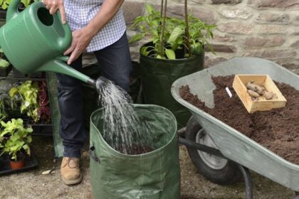Pastaraisiais metais vis labiau populiarėja uogų auginimas ne žemėje, bet ant žemės.