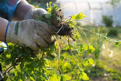 Gegužė ne tik sodininkams laukiamiausias mėnuo. Žemei pagaliau sušilus, augti šauna ir piktžolės – skuba pasinaudoti drėgme ir kartais jau vasariškai pakepinančia saulute.