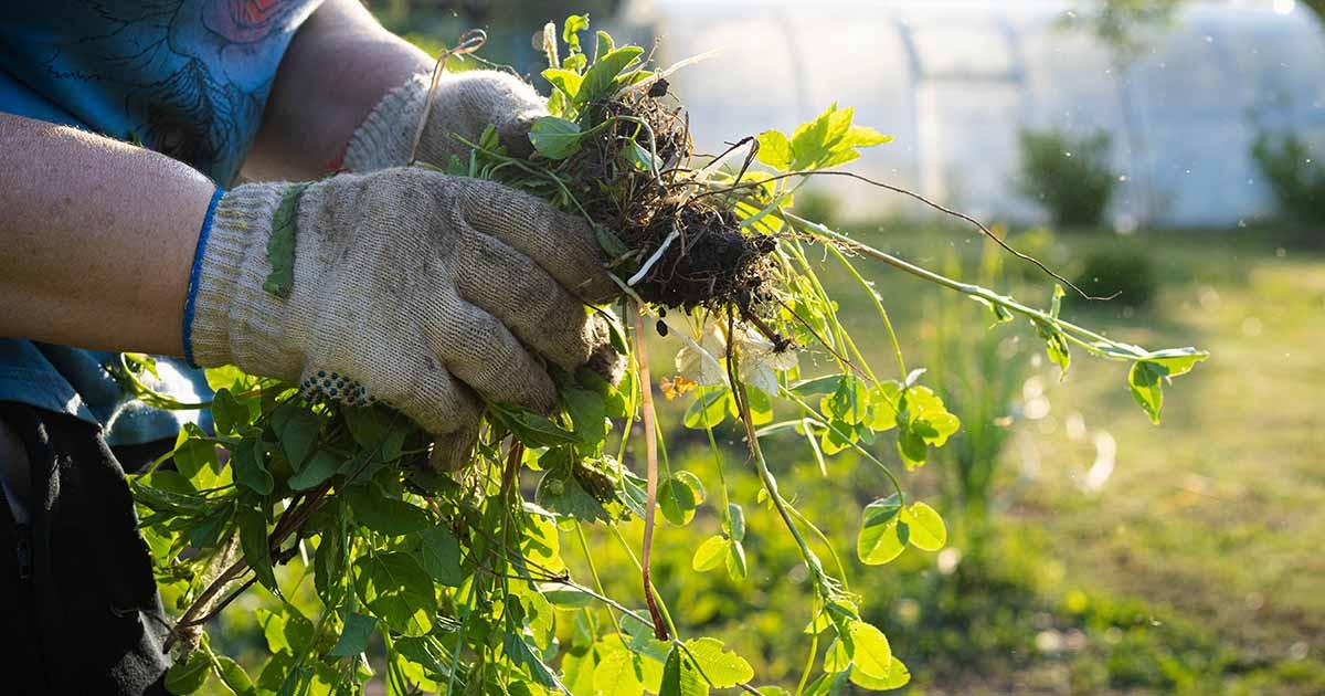 Gegužė ne tik sodininkams laukiamiausias mėnuo. Žemei pagaliau sušilus, augti šauna ir piktžolės – skuba pasinaudoti drėgme ir kartais jau vasariškai pakepinančia saulute.