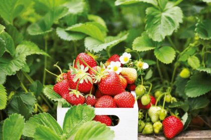 Braškės ne itin kaprizingos uogos ir dera praktiškai bet kokiomis daugiau ar mažiau tinkamomis sąlygomis.