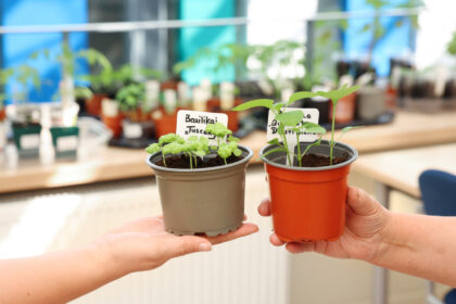 Panevėžyje į bibliotekas einama ne tik knygų. Jau daugiau nei mėnesį jose panevėžiečiai mainosi tuo, kas, regis, niekaip nesusiję su literatūra – augalų daigais.