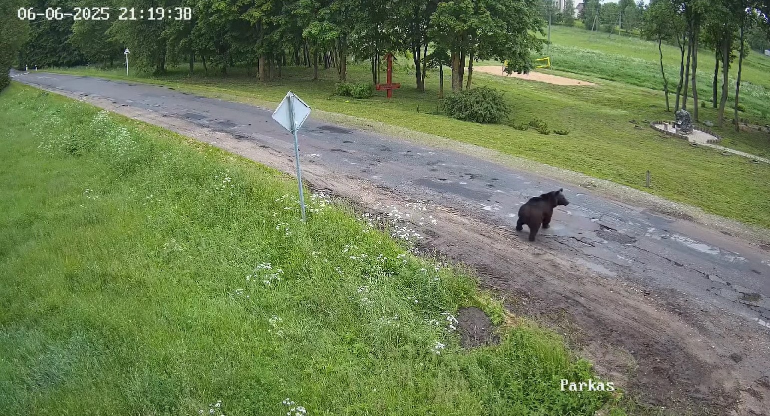 Šleivakojės jau lankosi ir tankiai apgyvendintose gyvenvietėse. Tokią viešnią sutiko Panevėžio rajono paribyje esančio Levaniškių kaimo gyventojai. STOPKADRAS iš Levaniškių bendruomenės „Facebook“ paskyros 
