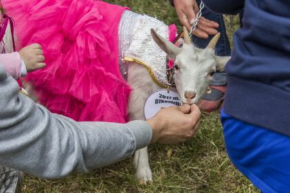 Gražiausios ožkos konkursu garsėjanti Ramygala priversta keisti planus.
