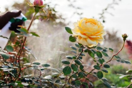 Kaip nepraleisti ligos pradžios ir suspėti išgelbėti krūmus.