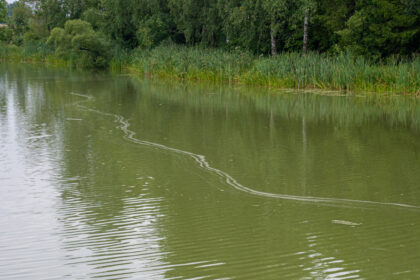 Pagaliau sulaukę vasaros šilumos, į didžiausią Krekenavos apylinkėse Lokaušos upelio užtvanką nusimaudyti atėję krekenaviškiai nustebo išvydę smaragdo spalvos vandenį.