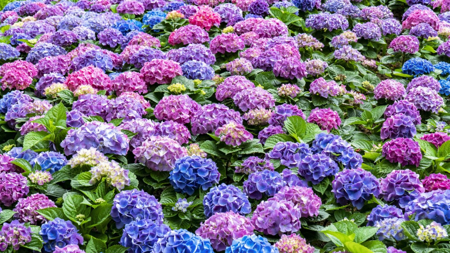 Hortenzijos – tai tarsi stebuklingi sodų augalai, žavintys vešliais žiedynais ir gebėjimu keisti žiedlapių spalvą.