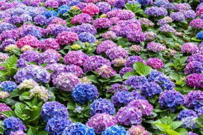 Hortenzijos – tai tarsi stebuklingi sodų augalai, žavintys vešliais žiedynais ir gebėjimu keisti žiedlapių spalvą.