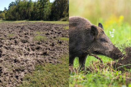 Į ūkininkų laukus įsisukę paukščiai ir žvėrys kasmet pridaro nemenkų nuostolių. Dėl jų kompensavimo ūkininkai gali kreiptis į Panevėžio rajono savivaldybę.