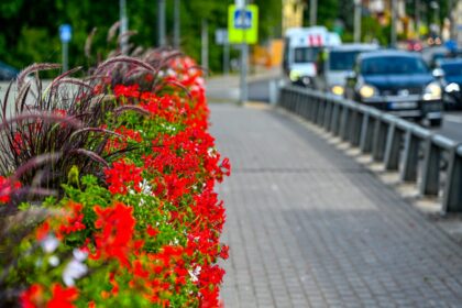 Panevėžys žydi: viešosios erdvės pasipuošę tūkstančiais augalų