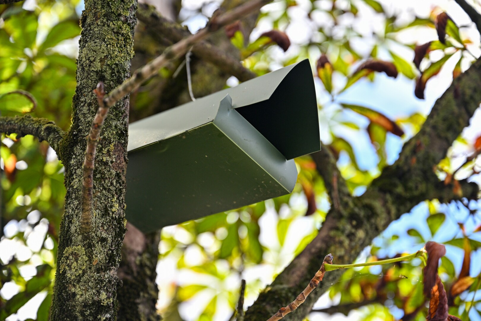 Visą vasarą Panevėžio centre akylesni praeiviai mato ant kaštonų šakų siūbuojančius žalius, iš pirmo žvilgsnio paukščių lesyklėles primenančius namelius. Jų viduje – ne lesalas, o keršakandėms skirti feromonai. G. KARTANO nuotr. 