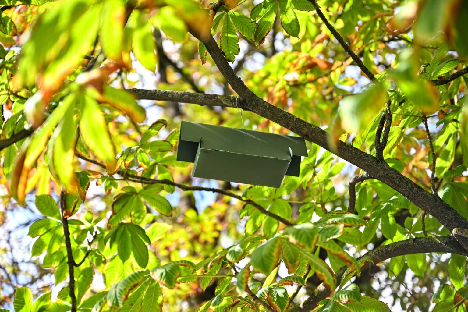 Panevėžys pirmą kartą imasi gelbėti vienus gražiausių miesto medžių – kaštonus, užpultus keršakandžių.
