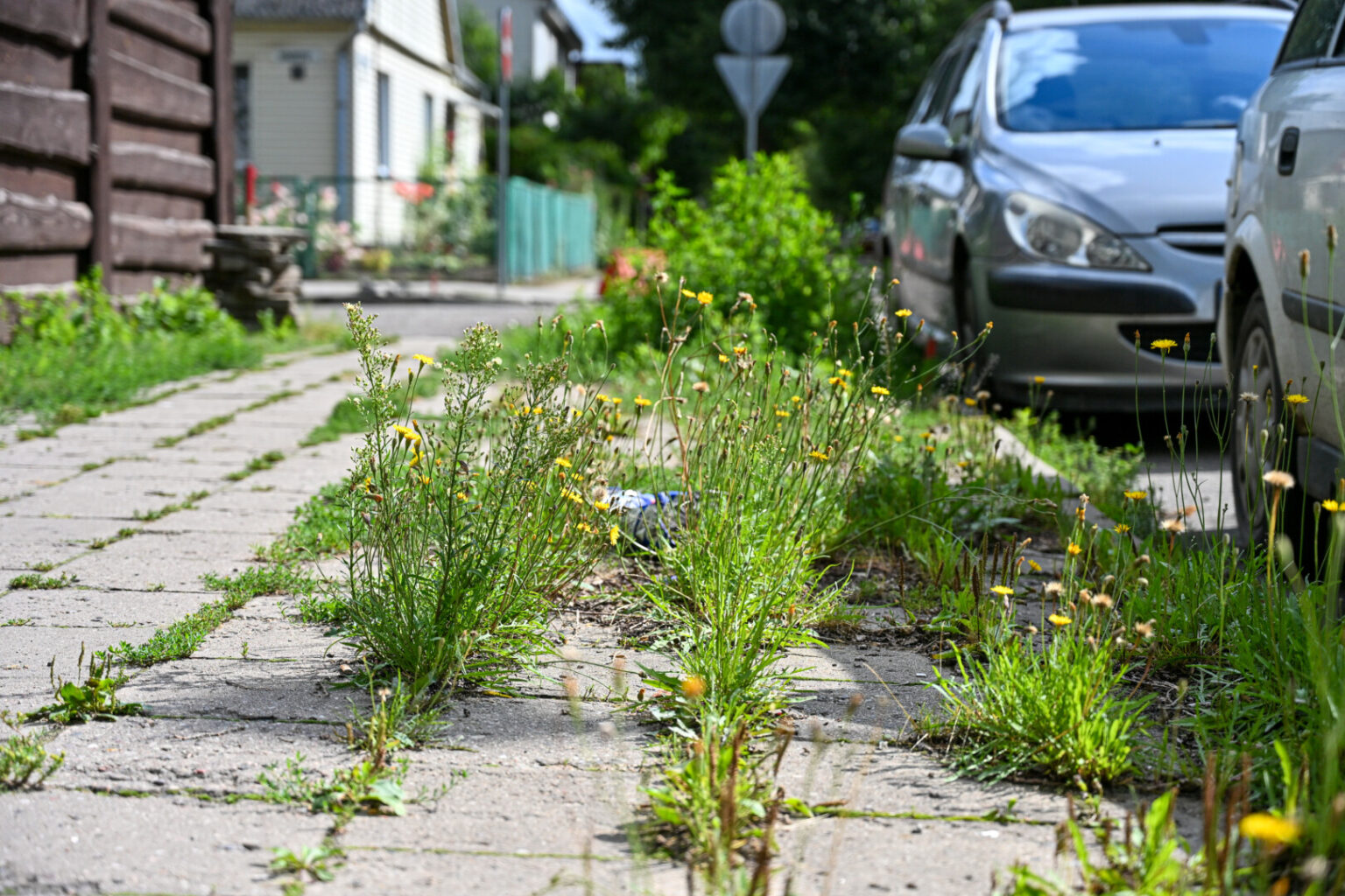 Pereiti kai kuriais Panevėžio šaligatviais kone tas pats, kaip bristi per pievą.