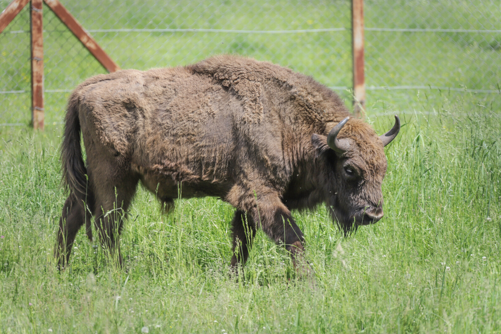 Nors miškininkai aptiko pabėgusį Gipolą, tačiau jam kol kas įdomesnės miške sutiktos patelės, nei aptvare laukiantys gardėsiai. ASOCIATYVI I. STULGAITĖS-KRIUKIENĖS nuotr.