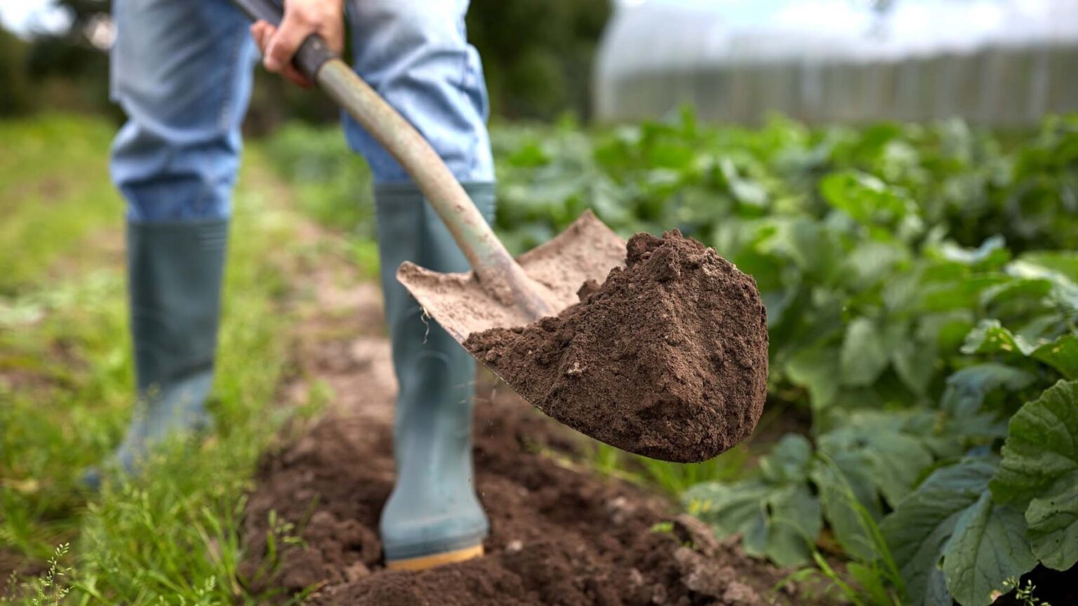 Daržovės jau keliauja į rūsius, daržas pradeda atrodyti ištuštėjęs, tačiau darbai čia dar nesibaigia.