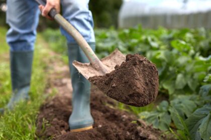 Daržovės jau keliauja į rūsius, daržas pradeda atrodyti ištuštėjęs, tačiau darbai čia dar nesibaigia.