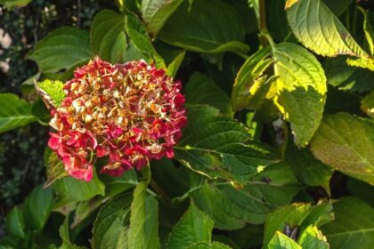 Taip laukto hortenzijų žydėjimo šią vasarą nebuvo? Papasakosime, kodėl ir kaip reikėtų viską ištaisyti.