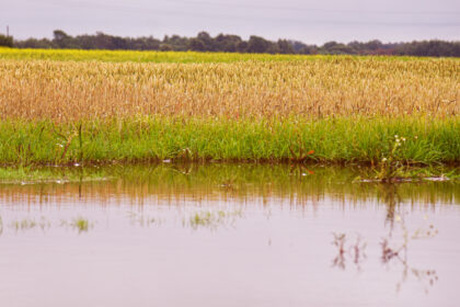 Šlapia vasara – sausas rezultatas: Panevėžio kraštą ir kone visą Lietuvą merkęs lietus žemdirbiams prognozuoja nuostolius ir finansiškai nelengvą žiemą.