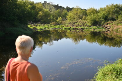 Tamsūs Nevėžio vandenys, pratekėję pro Panevėžio rajone įsikūrusį Naujamiestį, pašvinko. Upės tėkmę sustabdė vietinių monstriška praminta užtvanka, galimai suręsta bebrų, o gal ir savaime susidariusi virstant medžiams.