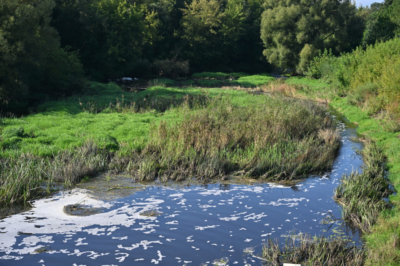 Panevėžį kertanti lėčiausia Lietuvos upė Nevėžis grasina pavirsti pieva.