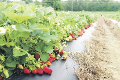 Jeigu svajojate apie nuosavą uogų plantaciją, dabar tinkamiausias metas imtis kastuvo.