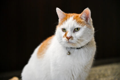 Kino centre „Garsas“ ekrane žvaigždžių – apstu, bet ir pačioje įstaigoje gyvena garsenybė, gebanti pavergti širdis be jokio scenarijaus.