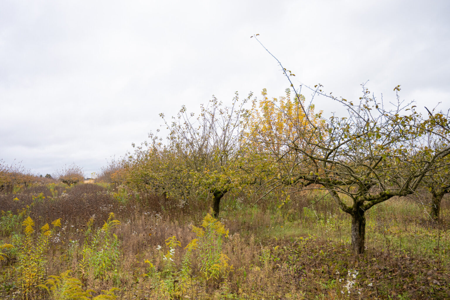 Stiprios ir ilgai užtrukusios pavasarinės šalnos, kai kur vasarą nušniojusi stipri kruša sunaikino didžiąją dalį lietuviškų obuolių derliaus.