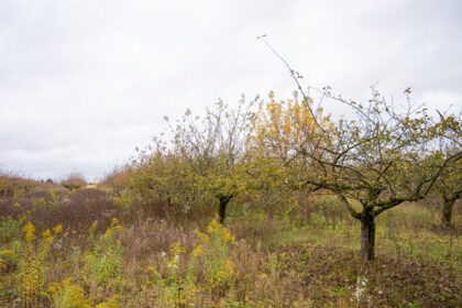 Stiprios ir ilgai užtrukusios pavasarinės šalnos, kai kur vasarą nušniojusi stipri kruša sunaikino didžiąją dalį lietuviškų obuolių derliaus.
