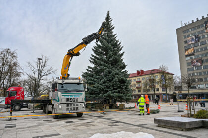 Panevėžyje jau kvepia Kalėdomis. Į Laisvės aikštę sekmadienį atgabenta panevėžiečių šeimos dovanota eglė.