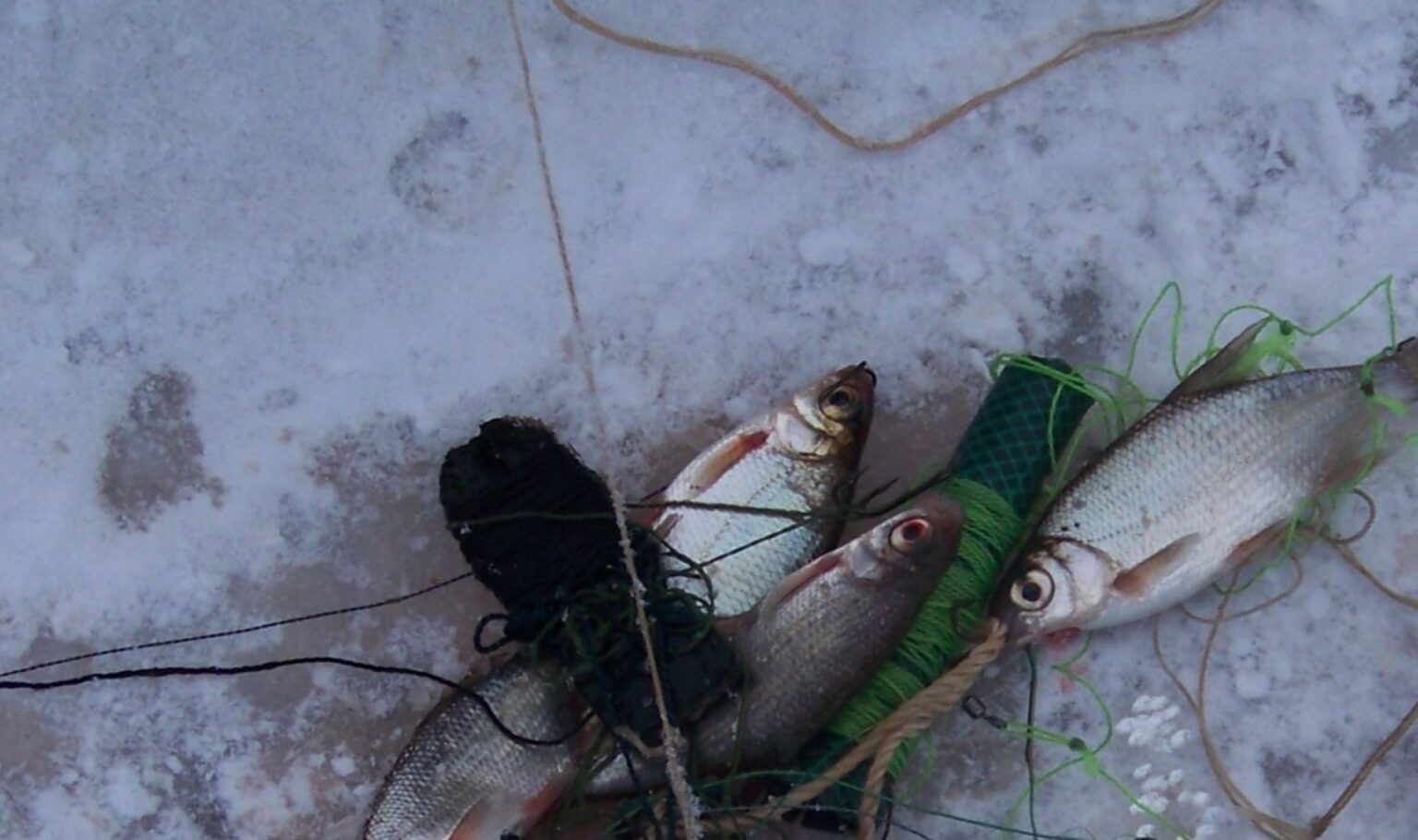 Seimas linkęs pritarti siūlymui numatyti galimybę iš brakonieriaujančių žvejų konfiskuoti transporto priemones.