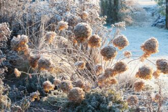 Hortenzijos – vis dar vienos populiariausių sodo puošmenų, džiuginančios masyviais žiedynais per visą rudenį ir dar ilgiau.