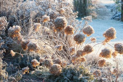 Hortenzijos – vis dar vienos populiariausių sodo puošmenų, džiuginančios masyviais žiedynais per visą rudenį ir dar ilgiau.