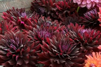 Sakoma, kad jurginai – romantikų gėlės. Bet jų selekcininkai turi ką pasiūlyti ir tiems, kam arčiau širdies gotika: jurginus visiškai juodais lapais.