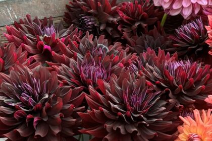 Sakoma, kad jurginai – romantikų gėlės. Bet jų selekcininkai turi ką pasiūlyti ir tiems, kam arčiau širdies gotika: jurginus visiškai juodais lapais.