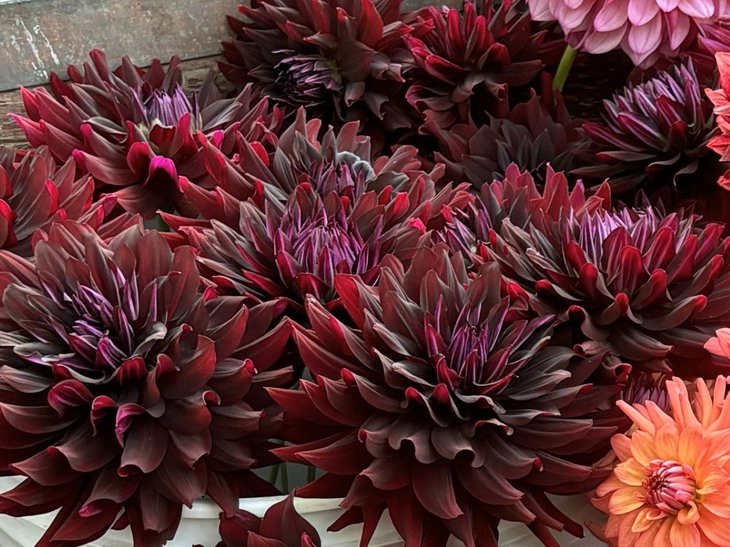 Sakoma, kad jurginai – romantikų gėlės. Bet jų selekcininkai turi ką pasiūlyti ir tiems, kam arčiau širdies gotika: jurginus visiškai juodais lapais.