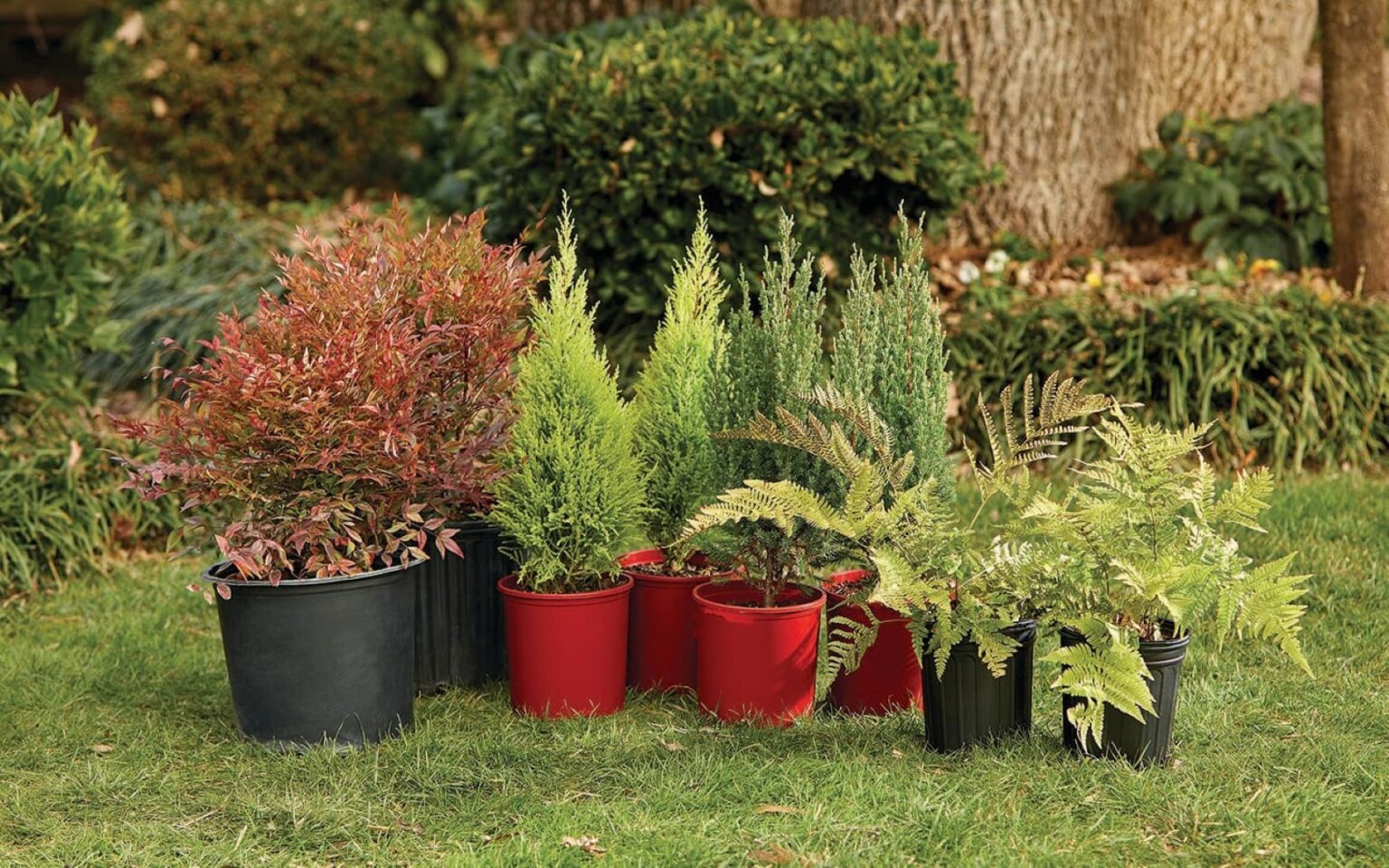 8 paslaptys, kaip sode išdėstyti augalus