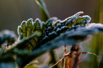 žalą dėl šalnų patyrusiems ūkininkams trūksta 0,5 mln. eurų kompensacijų